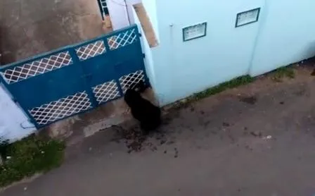 karadi 3
